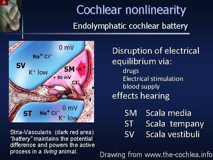 Cochlear nonlinearity Endolymphatic cochlear battery 0 m. V SV K+ low SM Disruption of