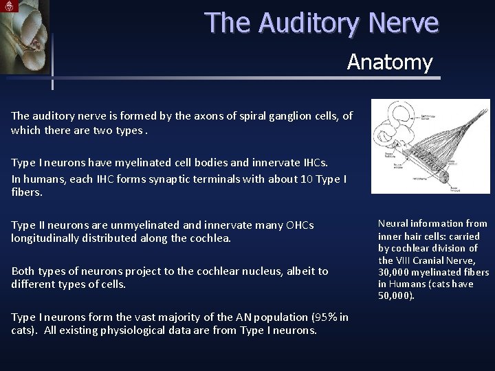 The Auditory Nerve Anatomy The auditory nerve is formed by the axons of spiral