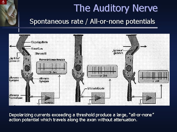 The Auditory Nerve Spontaneous rate / All-or-none potentials Depolarizing currents exceeding a threshold produce
