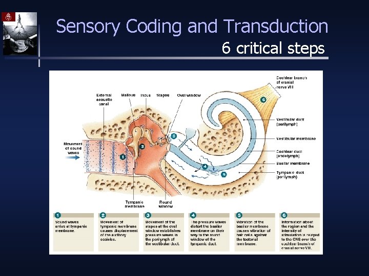 Sensory Coding and Transduction 6 critical steps 