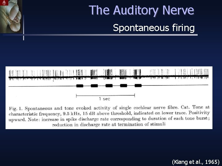 The Auditory Nerve Spontaneous firing (Kiang et al. , 1965) 