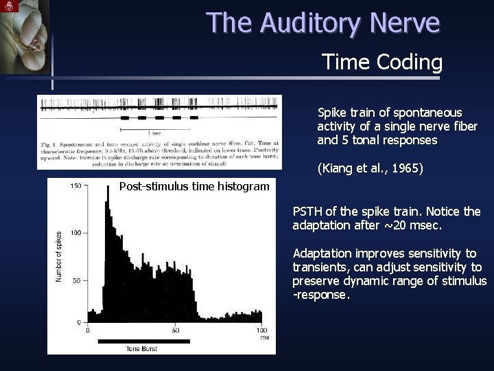 The Auditory Nerve Time Coding Spike train of spontaneous activity of a single nerve