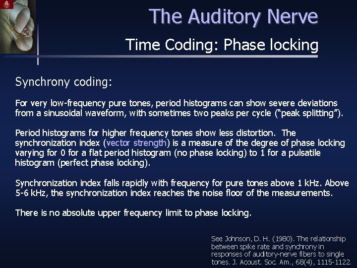 The Auditory Nerve Time Coding: Phase locking Synchrony coding: For very low-frequency pure tones,