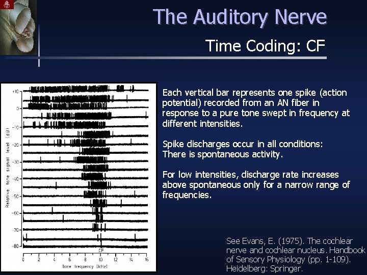 The Auditory Nerve Time Coding: CF Each vertical bar represents one spike (action potential)