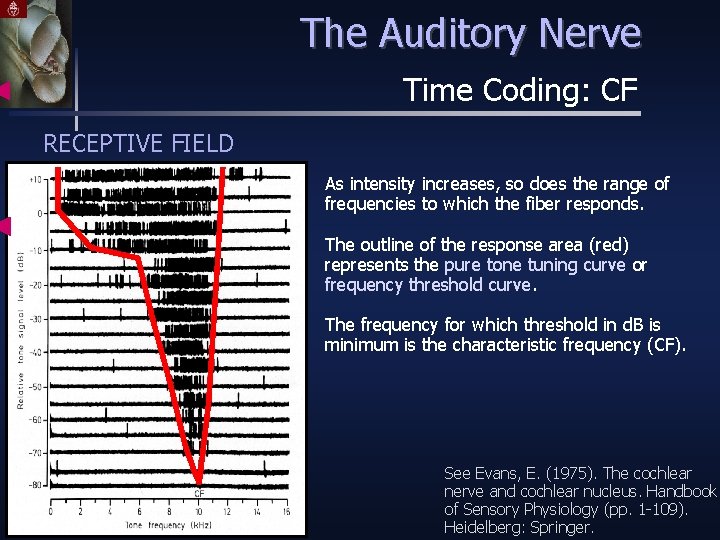 The Auditory Nerve Time Coding: CF RECEPTIVE FIELD As intensity increases, so does the