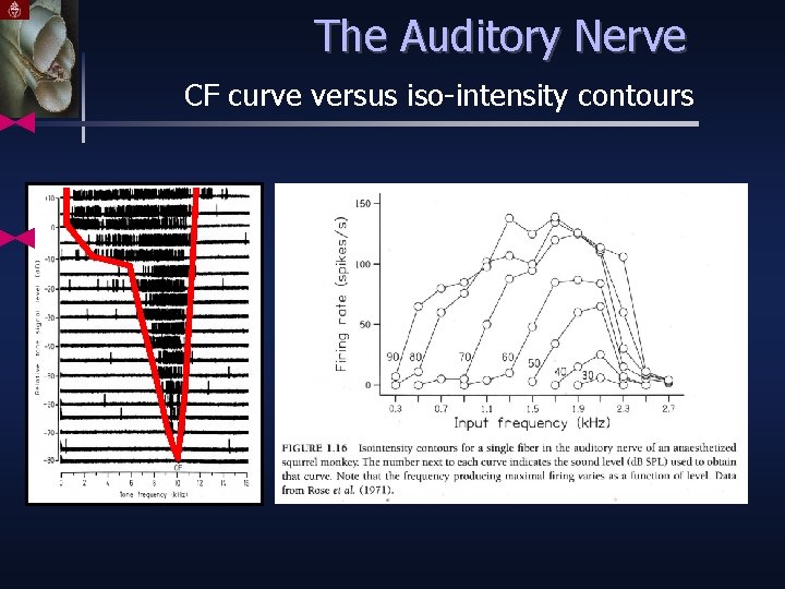 The Auditory Nerve CF curve versus iso-intensity contours 