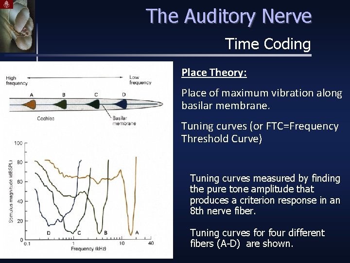 The Auditory Nerve Time Coding Place Theory: Place of maximum vibration along basilar membrane.