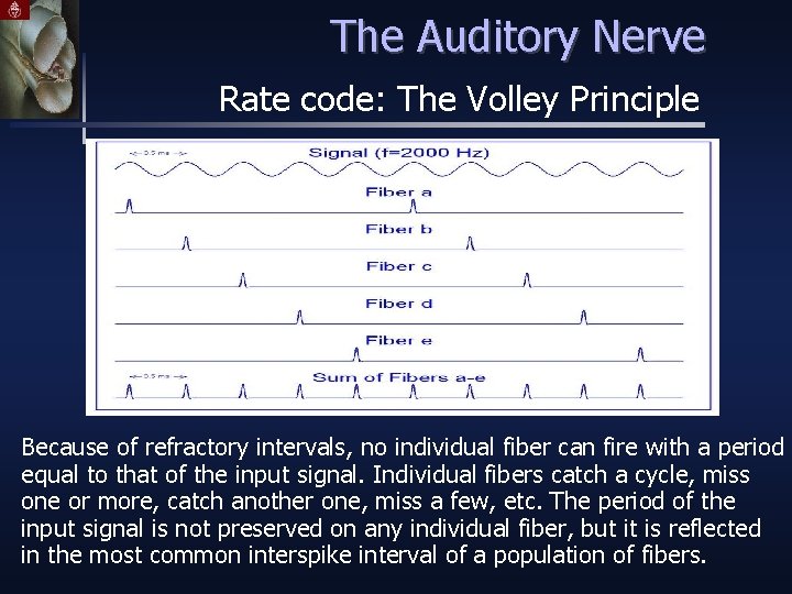 The Auditory Nerve Rate code: The Volley Principle Because of refractory intervals, no individual