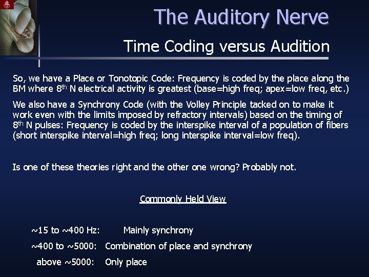 The Auditory Nerve Time Coding versus Audition So, we have a Place or Tonotopic