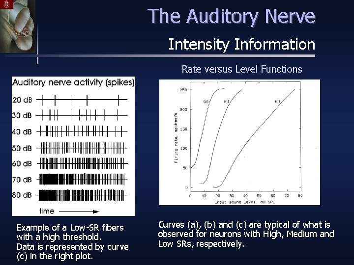 The Auditory Nerve Intensity Information Rate versus Level Functions Example of a Low-SR fibers