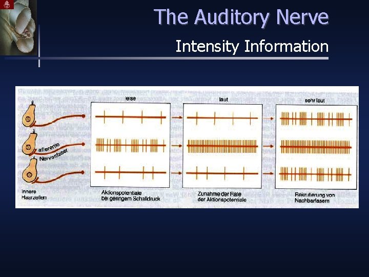 The Auditory Nerve Intensity Information 