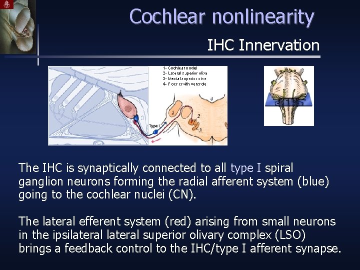 Cochlear nonlinearity IHC Innervation The IHC is synaptically connected to all type I spiral