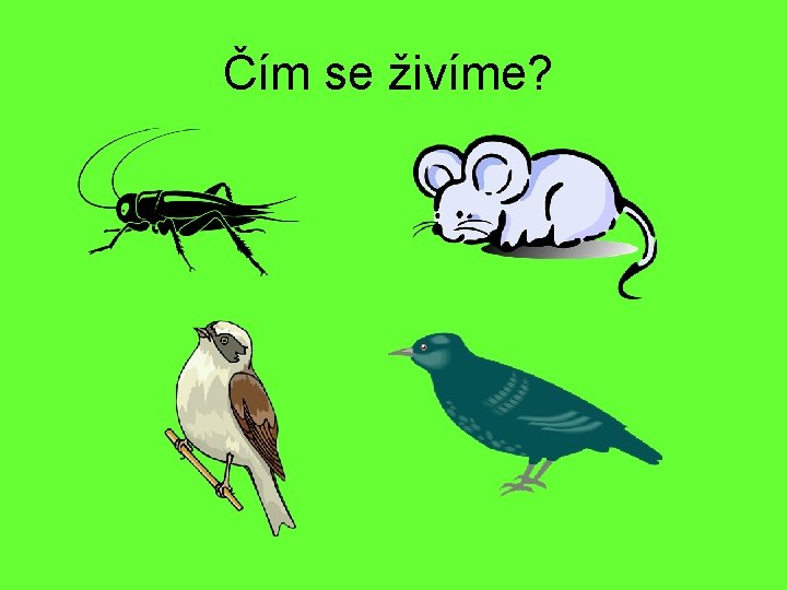 Čím se živíme? 