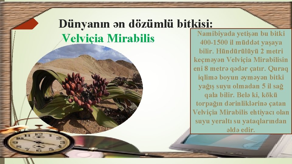 Dünyanın ən dözümlü bitkisi: Namibiyada yetişən bu bitki Velviçia Mirabilis 400 -1500 il müddət