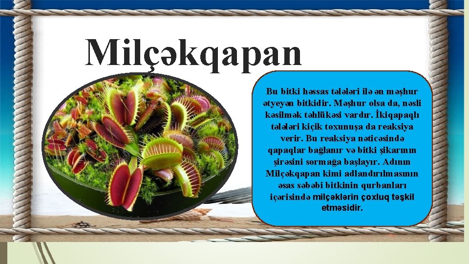 Milçəkqapan Bu bitki həssas tələləri ilə ən məşhur ətyeyən bitkidir. Məşhur olsa da, nəsli