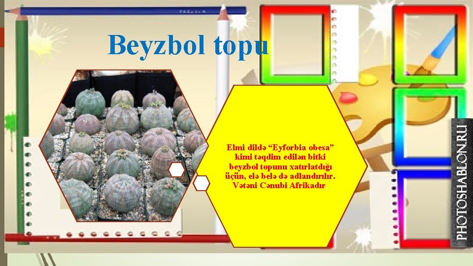 Beyzbol topu Elmi dildə “Eyforbia obesa” kimi təqdim edilən bitki beyzbol topunu xatırlatdığı üçün,