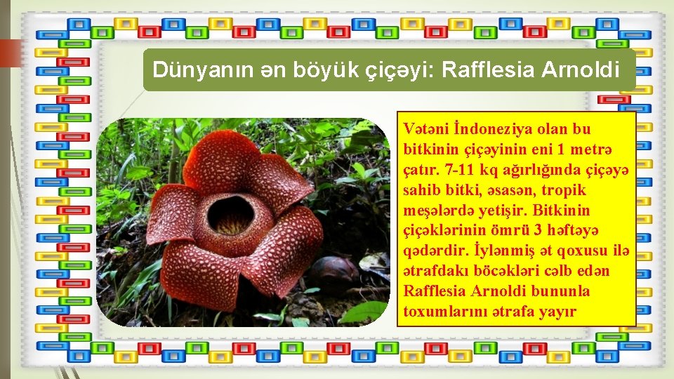Dünyanın ən böyük çiçəyi: Rafflesia Arnoldi Vətəni İndoneziya olan bu bitkinin çiçəyinin eni 1