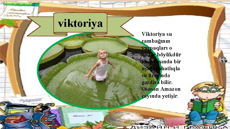 viktoriya Viktoriya su zambağının yarpaqları o qədər böyükdür ki, 3 yaşında bir uşağı rahatlıqla