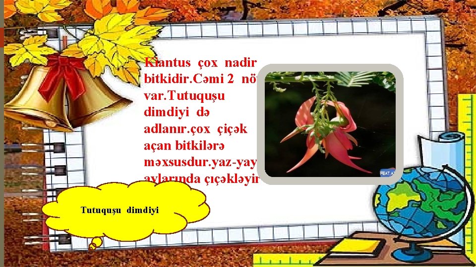 Kiantus çox nadir bitkidir. Cəmi 2 növü var. Tutuquşu dimdiyi də adlanır. çox çiçək
