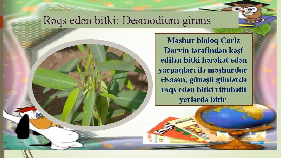 Rəqs edən bitki: Desmodium girans Məşhur bioloq Çarlz Darvin tərəfindən kəşf edilən bitki hərəkət