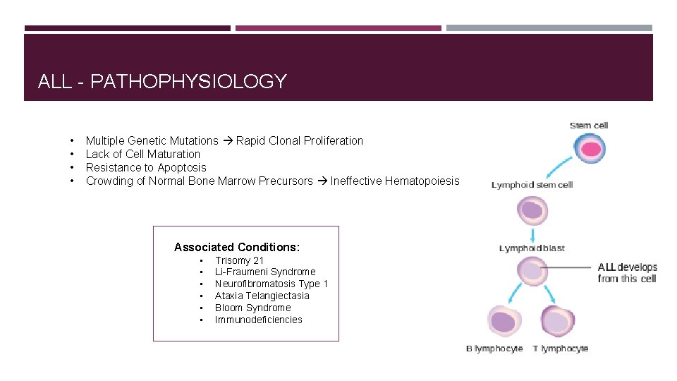 ALL - PATHOPHYSIOLOGY • • Multiple Genetic Mutations Rapid Clonal Proliferation Lack of Cell