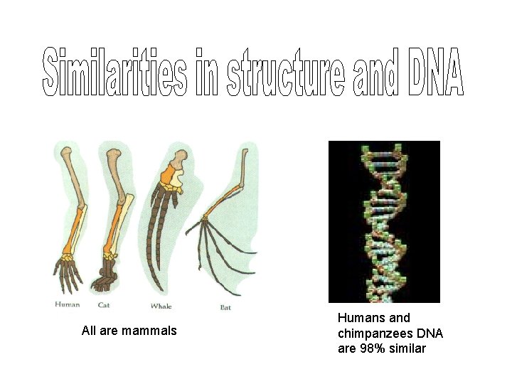 All are mammals Humans and chimpanzees DNA are 98% similar 