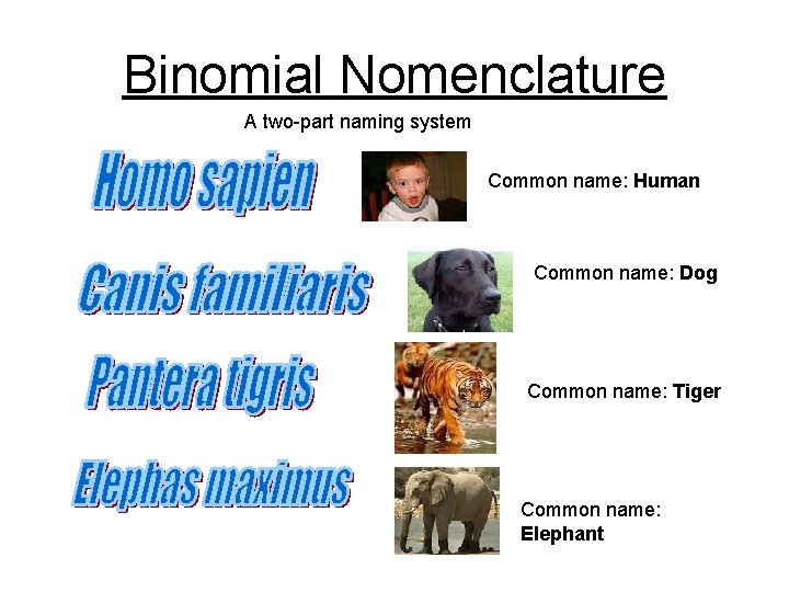 Binomial Nomenclature A two-part naming system Common name: Human Common name: Dog Common name: