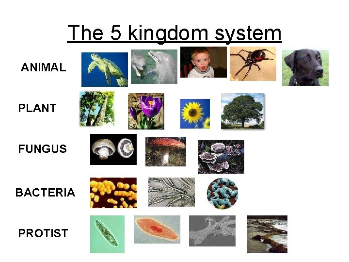 The 5 kingdom system ANIMAL PLANT FUNGUS BACTERIA PROTIST 