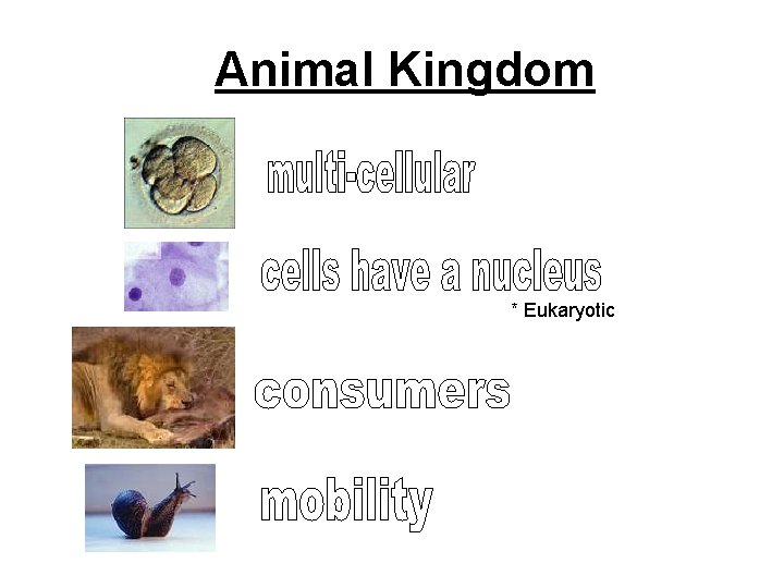 Animal Kingdom * Eukaryotic 
