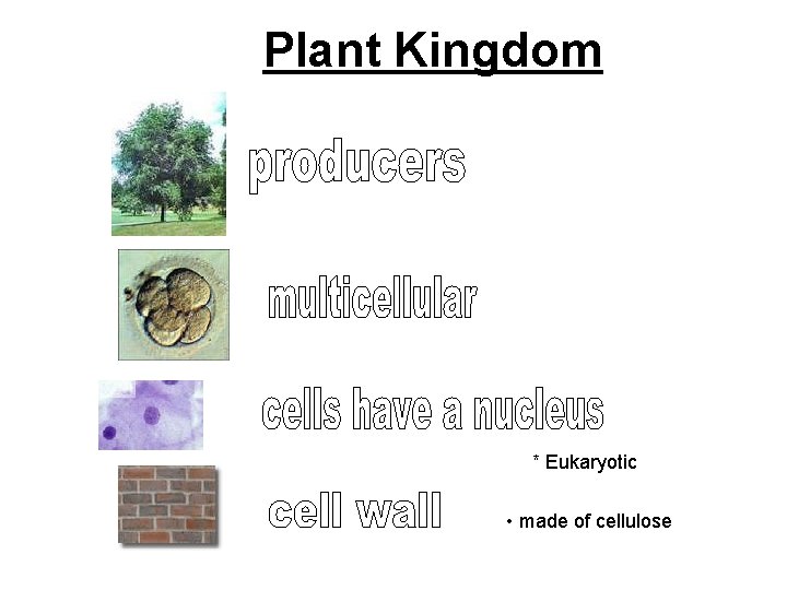 Plant Kingdom * Eukaryotic • made of cellulose 