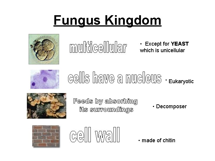 Fungus Kingdom • Except for YEAST which is unicellular * Eukaryotic • Decomposer •