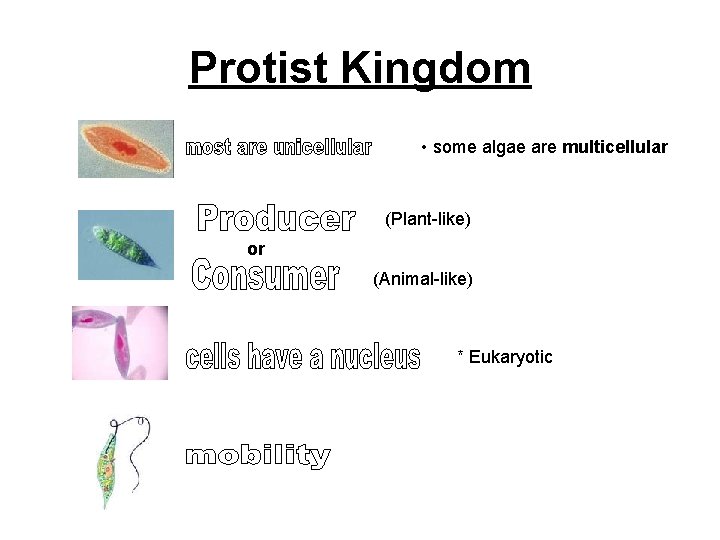 Protist Kingdom • some algae are multicellular (Plant-like) or (Animal-like) * Eukaryotic 
