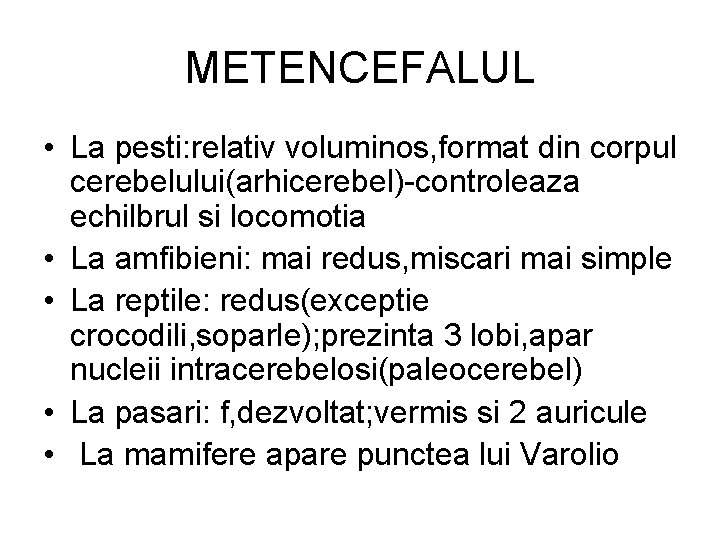 METENCEFALUL • La pesti: relativ voluminos, format din corpul cerebelului(arhicerebel)-controleaza echilbrul si locomotia • METENCEFALUL • La pesti: relativ voluminos, format din corpul cerebelului(arhicerebel)-controleaza echilbrul si locomotia •