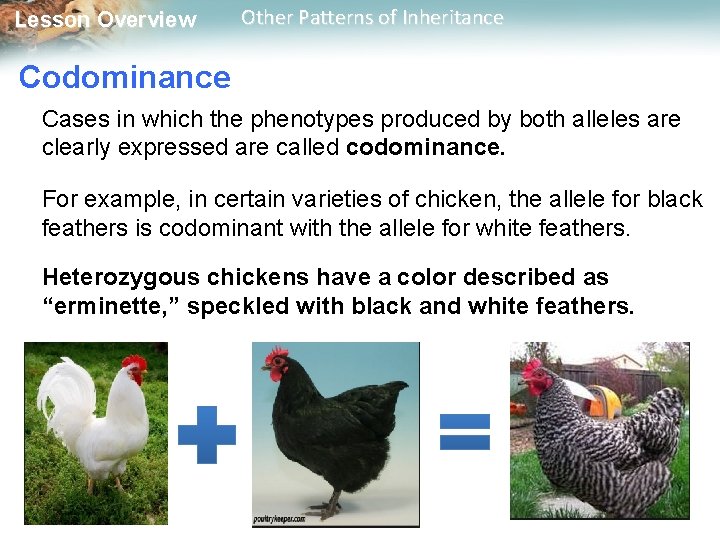 Lesson Overview Other Patterns of Inheritance Codominance Cases in which the phenotypes produced by