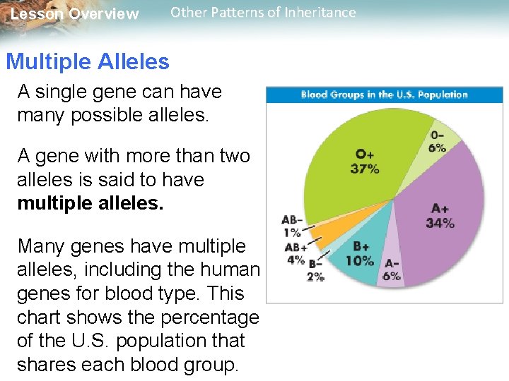 Lesson Overview Other Patterns of Inheritance Multiple Alleles A single gene can have many