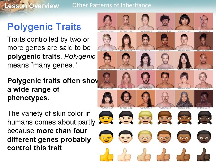Lesson Overview Other Patterns of Inheritance Polygenic Traits controlled by two or more genes