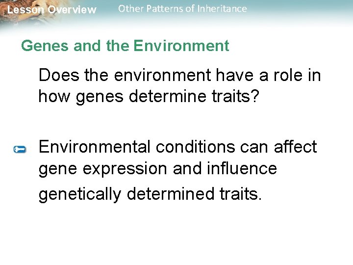 Lesson Overview Other Patterns of Inheritance Genes and the Environment Does the environment have