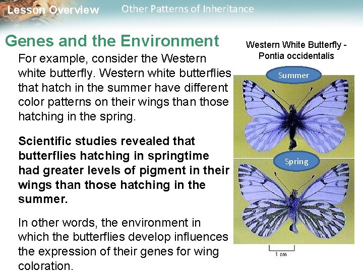 Lesson Overview Other Patterns of Inheritance Genes and the Environment For example, consider the
