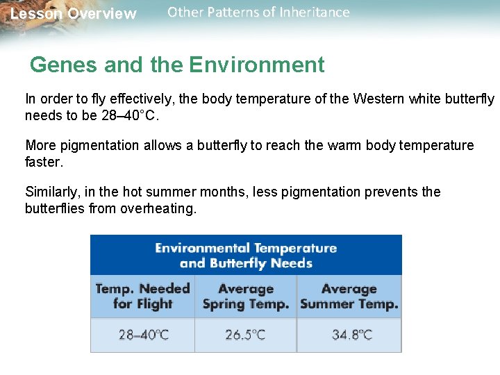 Lesson Overview Other Patterns of Inheritance Genes and the Environment In order to fly