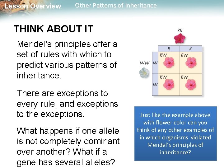 Lesson Overview Other Patterns of Inheritance THINK ABOUT IT Mendel’s principles offer a set