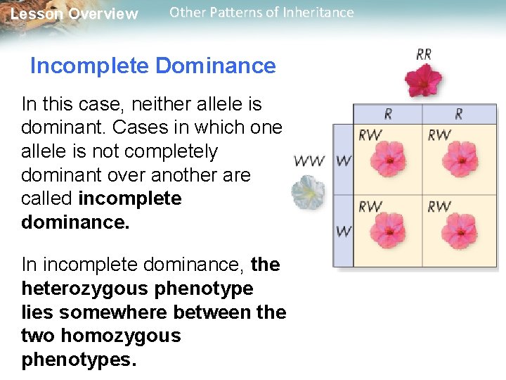 Lesson Overview Other Patterns of Inheritance Incomplete Dominance In this case, neither allele is