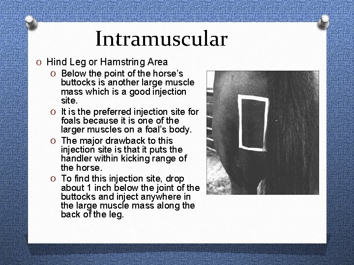 Intramuscular O Hind Leg or Hamstring Area O Below the point of the horse’s