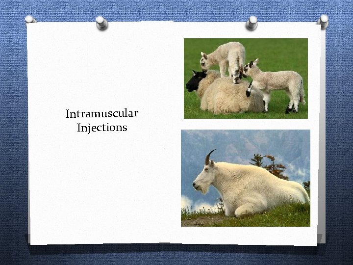 Intramuscular Injections 