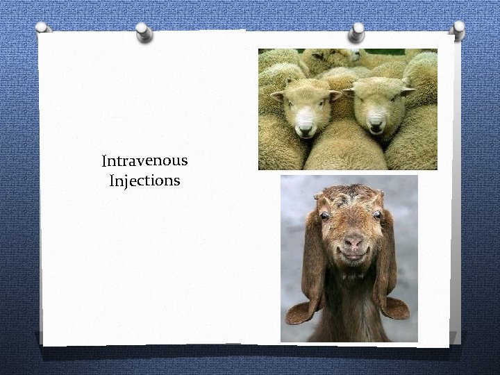 Intravenous Injections 