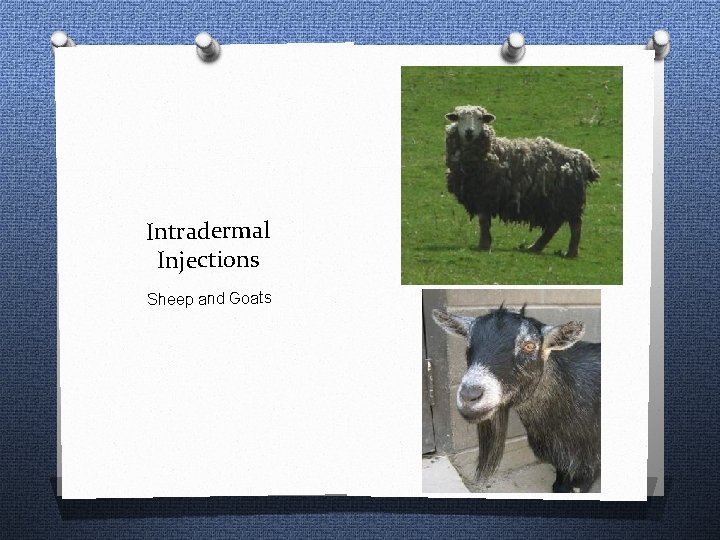 Intradermal Injections Sheep and Goats 