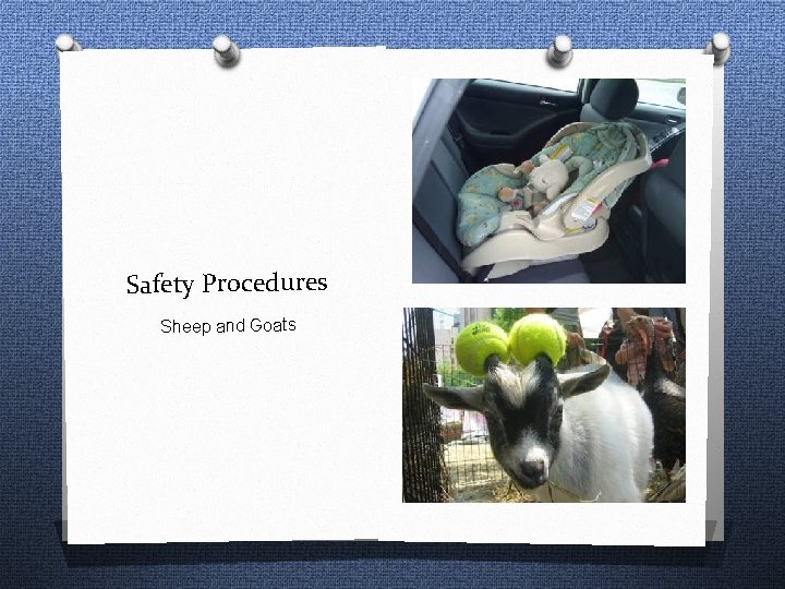 Safety Procedures Sheep and Goats 