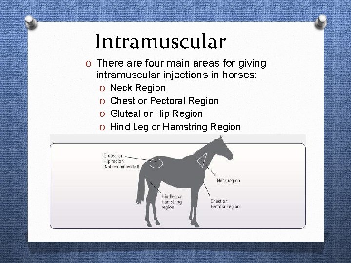 Intramuscular O There are four main areas for giving intramuscular injections in horses: O