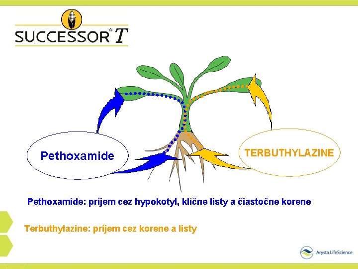 Pethoxamide TERBUTHYLAZINE Pethoxamide: príjem cez hypokotyl, klíčne listy a čiastočne korene Terbuthylazine: príjem cez