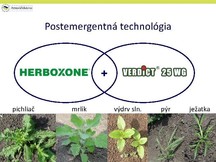 Postemergentná technológia + pichliač mrlík výdrv sln. pýr ježatka 