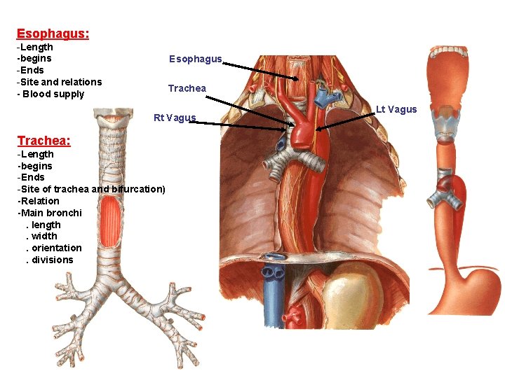 Esophagus: -Length -begins -Ends -Site and relations - Blood supply Esophagus Trachea Rt Vagus